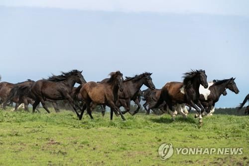 힘차게 달리는 말들