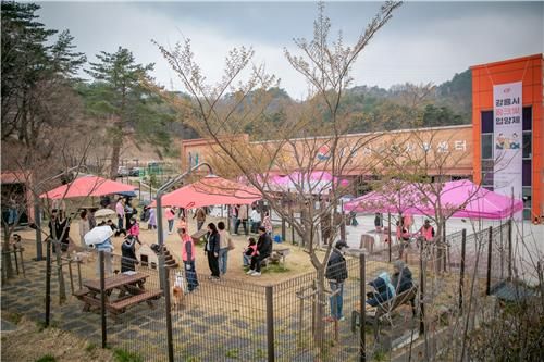 강릉시 핑크빛 입양제