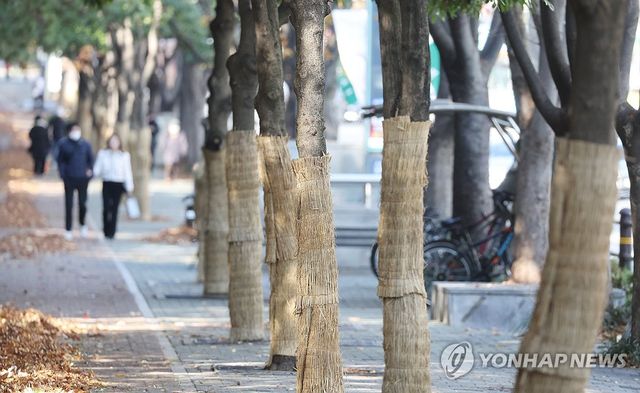 나무도 겨울옷 입었어요