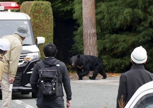 마을 출몰 곰에 日 피해 급증