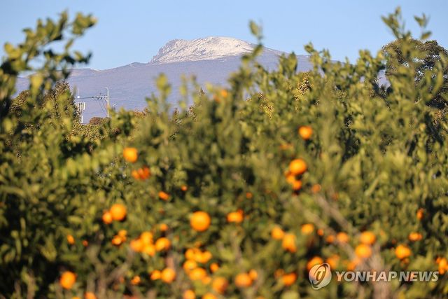 제주 감귤과 눈 쌓인 한라산