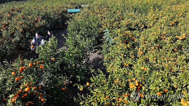 제주는 감귤의 계절