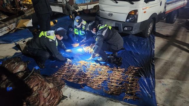 체장 미달 대게 확인 중인 해경