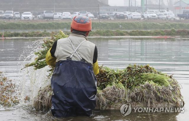 미나리 수확하는 농부