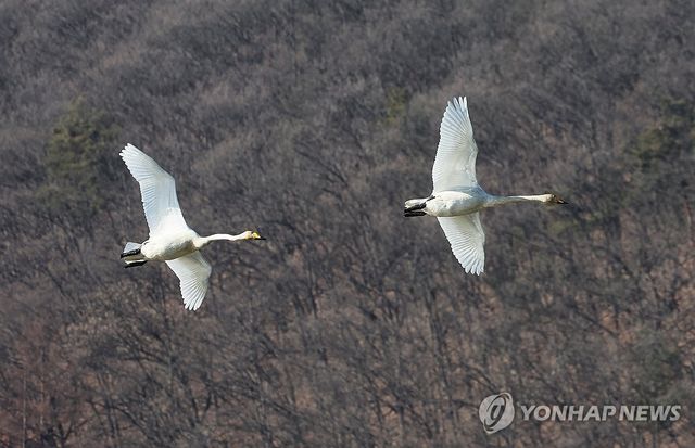 겨울 진객 큰고니