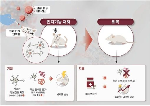 코로나19 바이러스에 따른 인지기능 저하 실험 결과