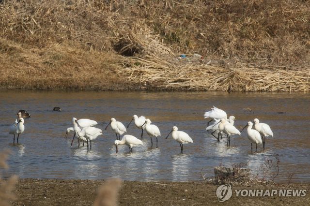논산 연산천서 월동 중인 노랑부리저어새