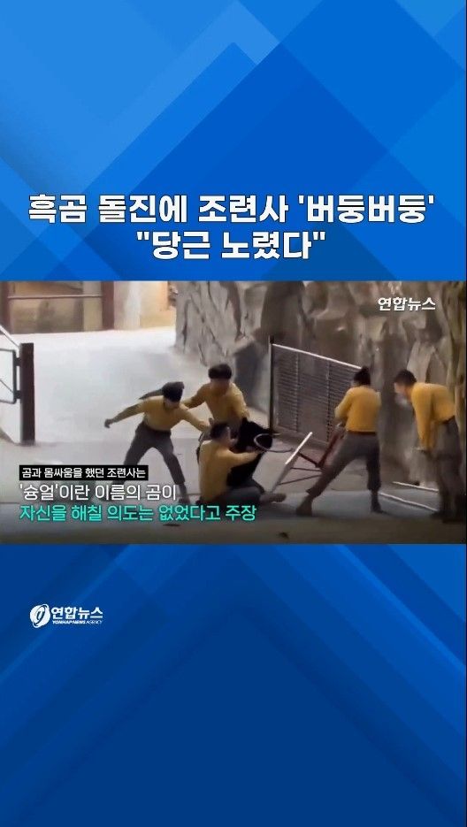 [쇼츠] 흑곰 돌진에 조련사 '버둥버둥'…"당근 노렸다" - 2