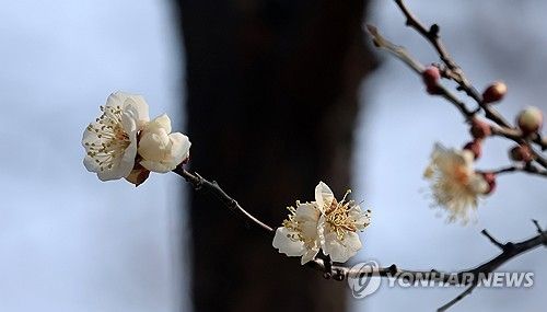 매화 활짝 핀 겨울…강릉시 홍제동