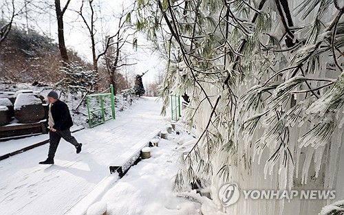 꽁꽁 얼어붙은 나무