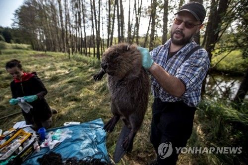 체코 과학자가 생태연구와 인식표 부착 등을 위해 포획한 비버