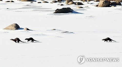눈 쌓인 얼음판의 수달 가족…인제 인북천