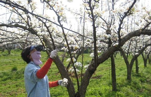 꽃가루 수분 장면