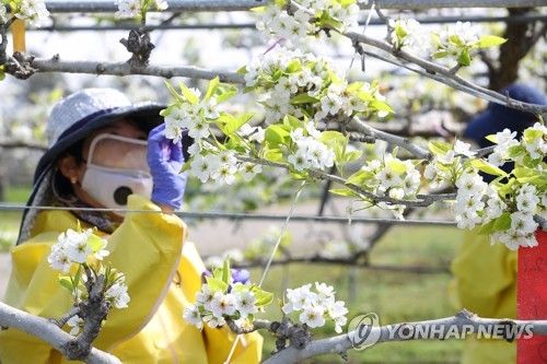 배나무 꽃 인공수분 작업 중
