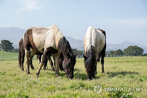 풀 뜯는 승용마들
