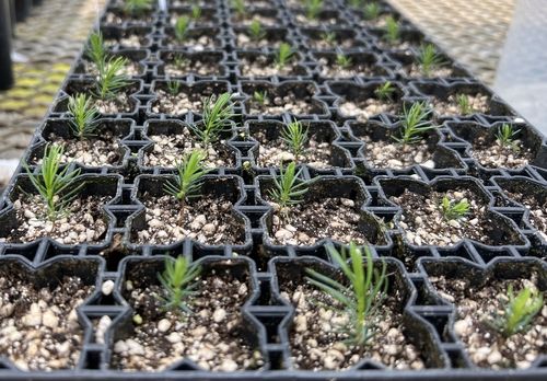 가문비나무 양묘