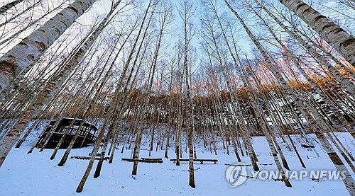 '순백의 세상' 인제 자작나무숲