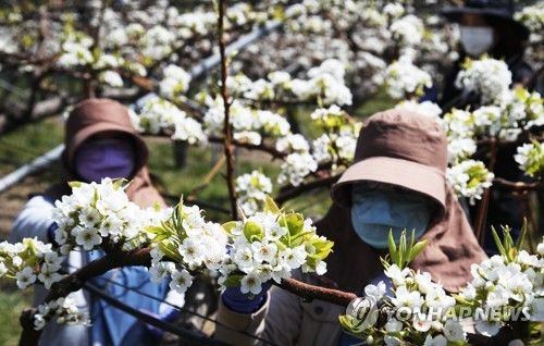 배꽃 인공수분 작업