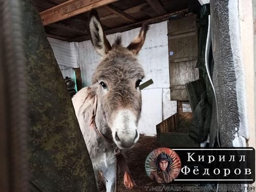 러시아군이 사용 중이라는 당나귀