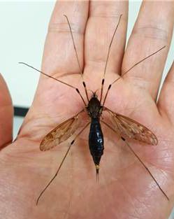 단종대왕각다귀