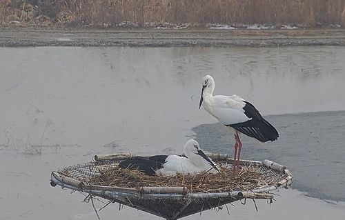야생·인공증식 황새 부부 서산서 3년 연속 사랑의 결실