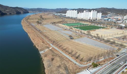 부직포 덮인 경남 창녕군 남지읍 유채꽃밭