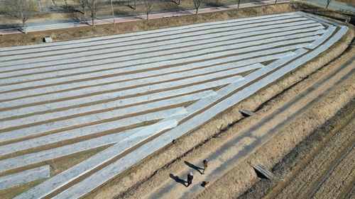 부직포 덮인 경남 창녕군 남지읍 유채꽃밭