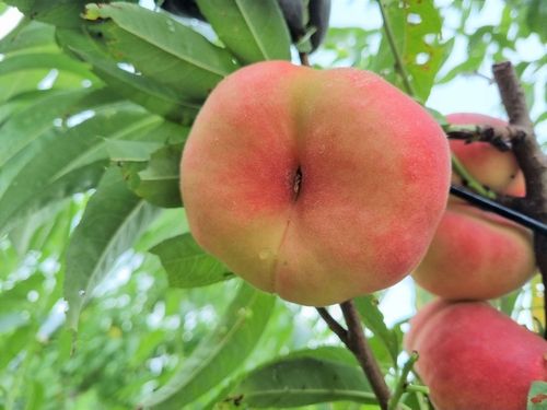 납작 복숭아의 신품종 '새빛반도'