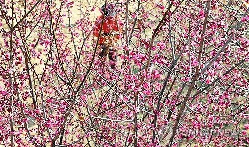 봄을 알리는 서귀포 홍매화