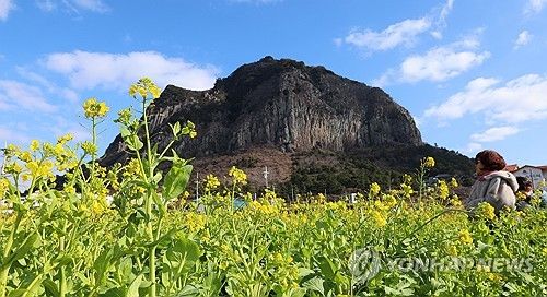 성큼 다가온 제주의 봄