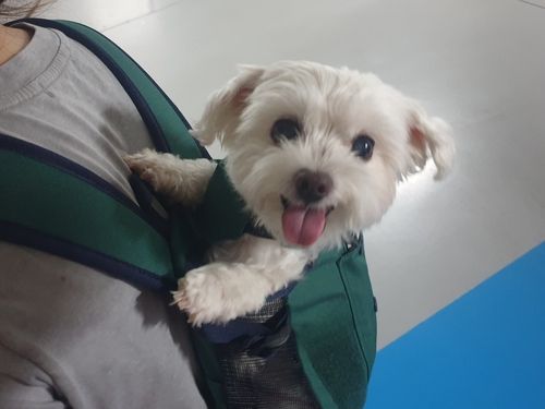 보호자와 함께 우리동네 펫위탁소로 가고 있는 반려견