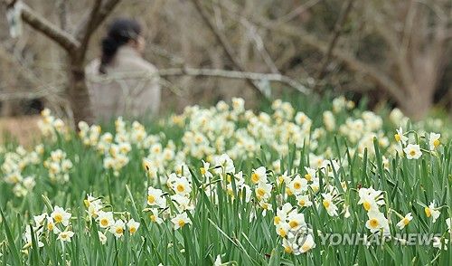 한파로 늦어진 수선화 개화