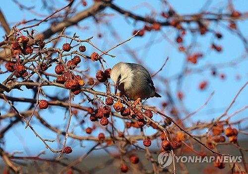 붉은부리찌르레기의 혹독한 겨울