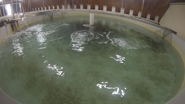 인공수정 고등어 양식