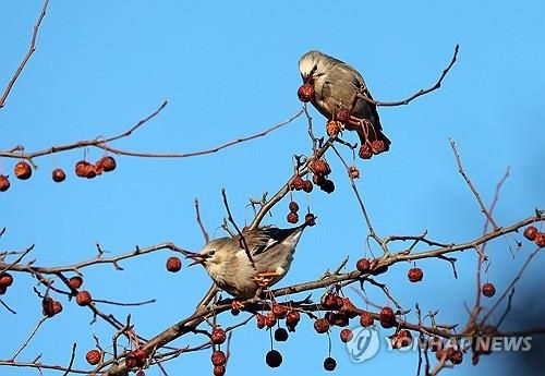 붉은부리찌르레기의 혹독한 겨울