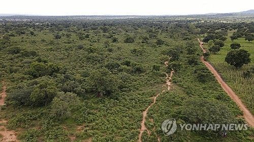 서아프리카 말리에서 '녹색장벽' 캠페인으로 조성된잠블라라 숲