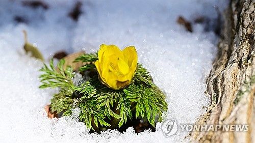 눈밭 뚫고 봄소식 '세복수초'