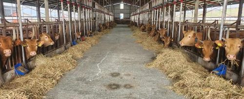 정읍 한우 농장