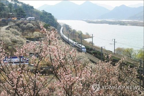 원동역 주변 매화 만개한 낙동강 철길 달리는 KTX