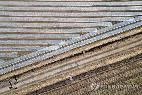 창녕군 남지읍 유채꽃밭