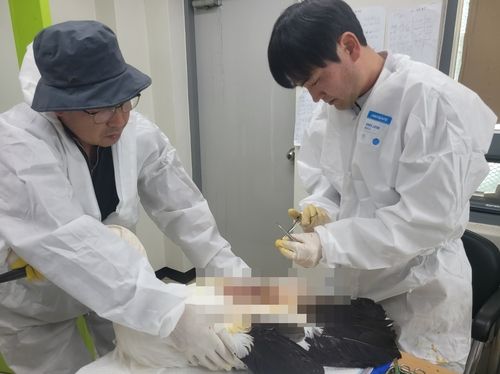 황새 치료중인 김정호(오른쪽) 수의사