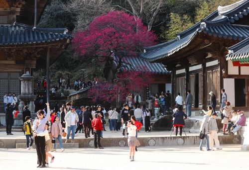 홍매화·들매화 사진 콘테스트 기간 화엄사를 찾은 방문객들