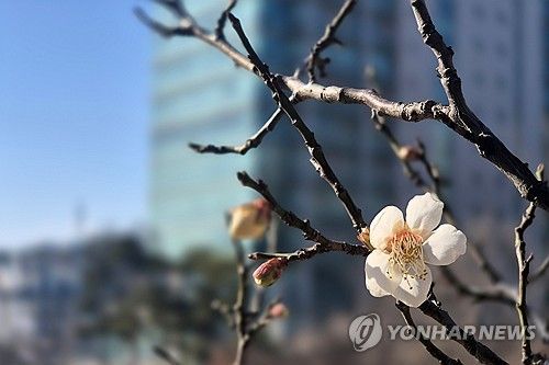 한파 속에서도 핀 매화꽃