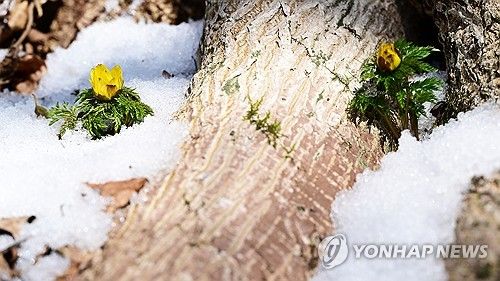 눈밭 뚫고 봄소식 '세복수초'