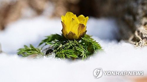 눈밭 뚫고 봄소식 '세복수초'