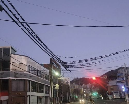 도심지 전깃줄에 가득한 겨울철새 떼까마귀 