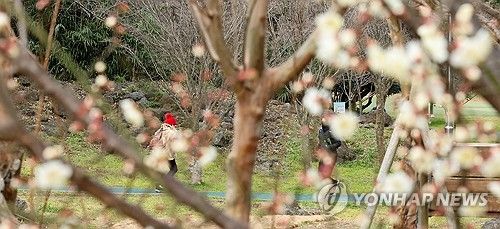 제주 꽃샘추위 기승