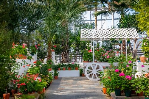 제라늄 전시 사진