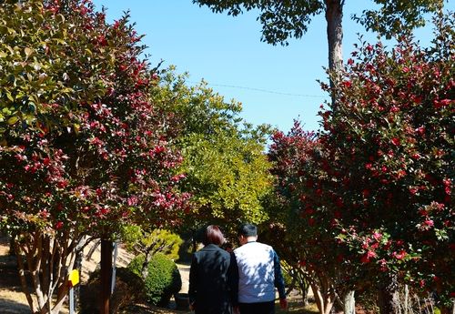 애기동백 활짝핀 보성 초암정원