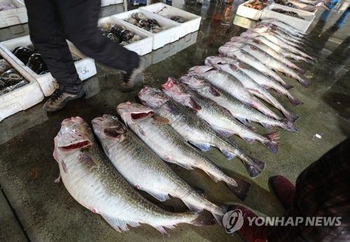 강원 동해안에서 잡힌 대구